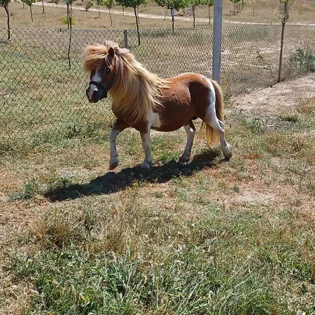 Quinta Da Carreirinha Hébergement de vacances Vila Franca das Naves
